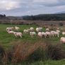 Sheep Image 3