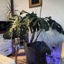 Monstera - large Image 3
