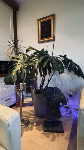 Monstera - large