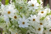 (C) Dwarf Cosmos White 2g (189354)
