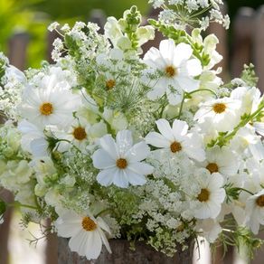 (C) Dwarf Cosmos White 2g (189354)