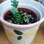 Indoor Plants Image 7