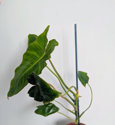 Philodendron Burle Marx Plant