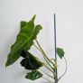Philodendron Burle Marx Plant Image 2