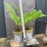 Two potted ferns Image 3
