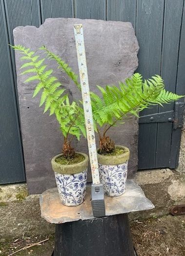 Two potted ferns