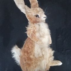 Large Large Bunny picture