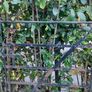 Gate Image 7