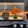 fish tank Image 3