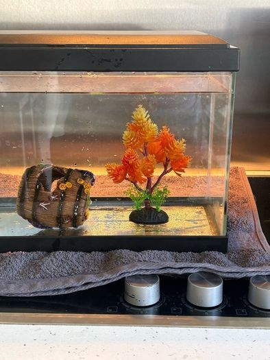 fish tank