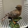 New Thrush Image 2