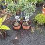 olive trees Image 5