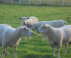 Charollais Rams Suffolk Rams