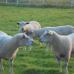 Charollais Rams Suffolk Rams