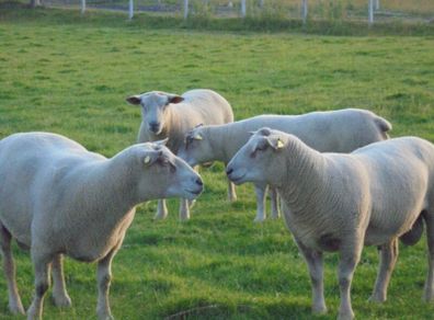 Charollais Rams Suffolk Rams