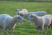 Charollais Rams  Texel Rams.