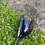Cobra Aerojet Driver, 3 & 5 wood & hybrid Image 5