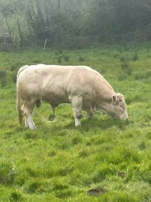 Charolais bull