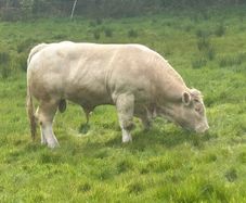 Charolais bull