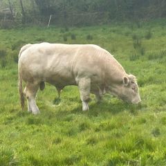 Charolais bull