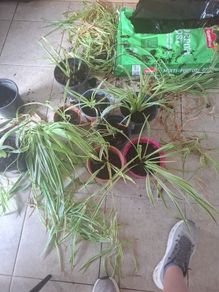 spider plant