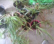 spider plant