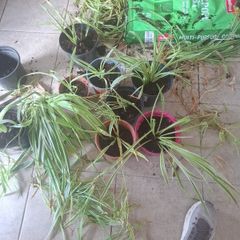 spider plant