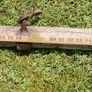 Antique Yoke Plow Farm Ox Horse Wagon Rustic Farmhouse Cabin Wall Hanging Vintage Wood Metal Primitive Image 9