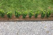 Box Hedging