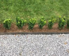 Box Hedging