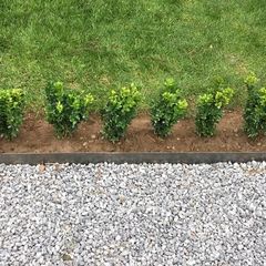 Box Hedging