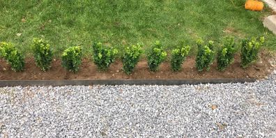 Box Hedging