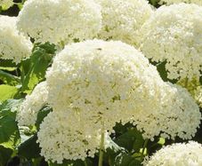 hydrangeas