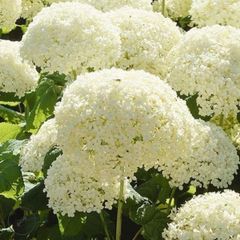 hydrangeas
