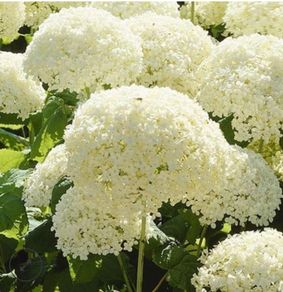 hydrangeas