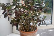 Jade plant