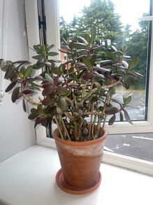 Jade plant