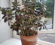 Jade plant