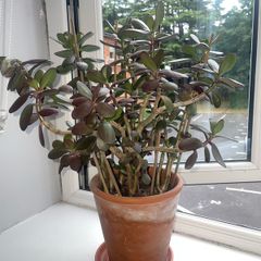 Jade plant