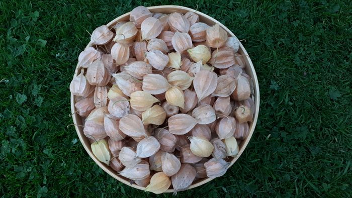 Physalis Seeds