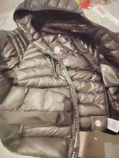 Canada goose