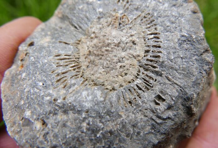 Big Coral fossil w/ complete silicification