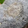 Big Coral fossil w/ complete silicification Image 10