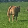 Organic bulls portumna mart Image 3