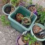 garden clear out Image 8
