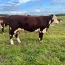Pedigree Hereford Bull Image 7