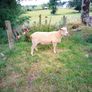 Full bred registered Hogget ram Image 6