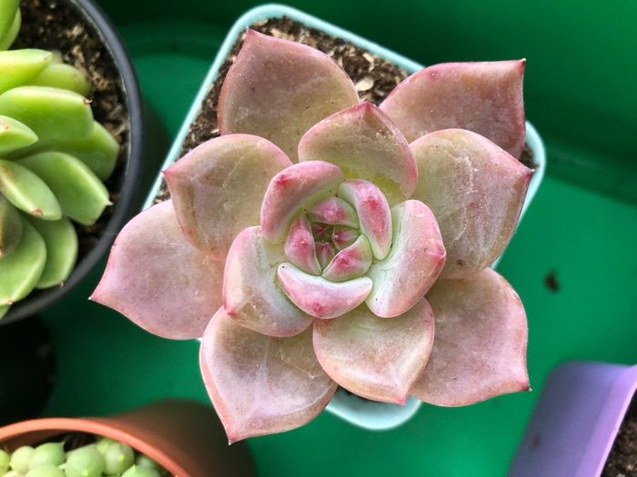 Succulents