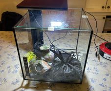 Fish Tank