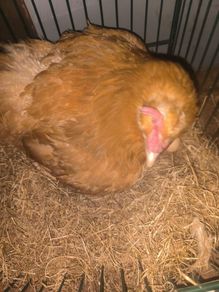 hen with chicks